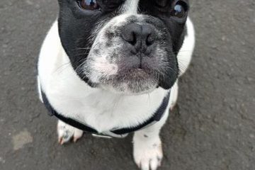 Redditch dog walking - dog walking in Redditch and Studley