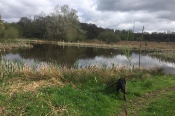Dog Walking in Redditch