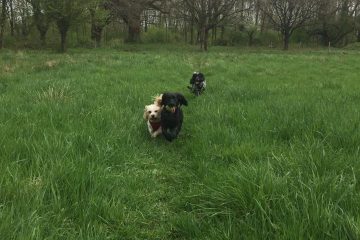 Dog Walking in Redditch