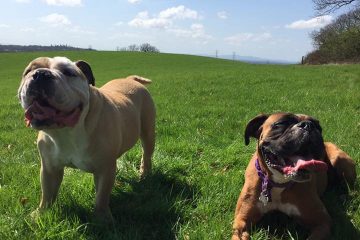 Dog Walking in Redditch