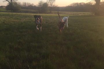 Dog Walking in Redditch