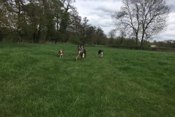 Redditch dog walking - dog walking in Redditch and Studley