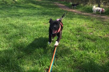 Dog Walking in Redditch