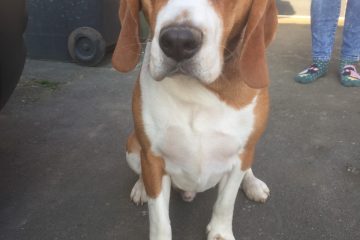 Dog Walking in Redditch