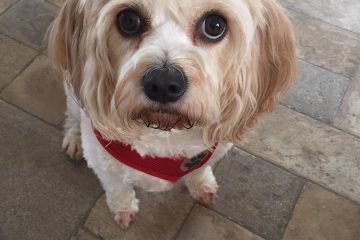 Redditch dog walking - dog walking in Redditch and Studley