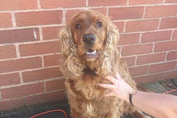 Dog Walking in Redditch