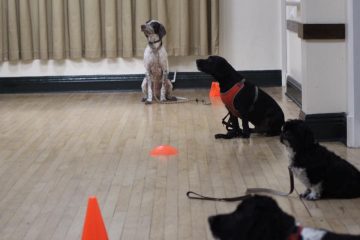 Dogs at obedience training class in Redditch