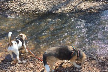 Dog Walking in Redditch