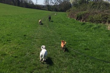 Dog Walking in Redditch