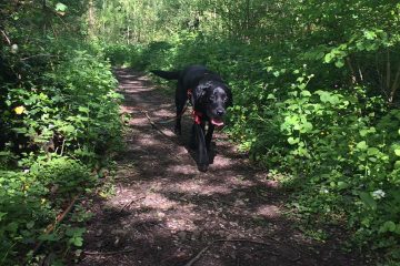 Redditch dog walking