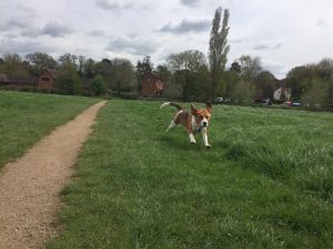 Dog walking in Redditch and Studley