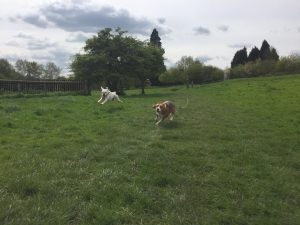Dog walking in Redditch and Studley