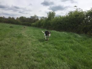 dog walking in Redditch and Studley