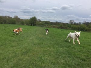 Dog walking in Redditch and Studley