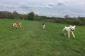 Dog walking in Redditch and Studley