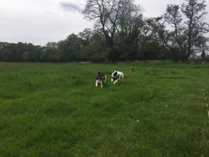 Redditch dog walking