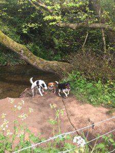 Redditch dog walking