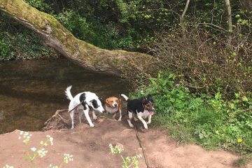 Redditch dog walking