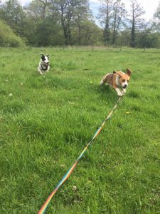 Redditch dog walking