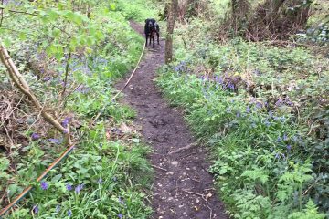 Redditch dog walking - dog walking in Redditch and Studley