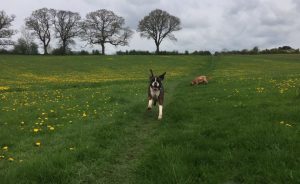 Dog walking in Redditch and Studley
