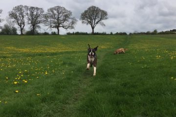 Dog walking in Redditch and Studley
