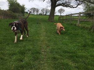 Dog walking in Redditch and Studley