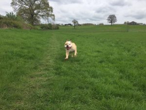 Dog walking in Redditch and Studley