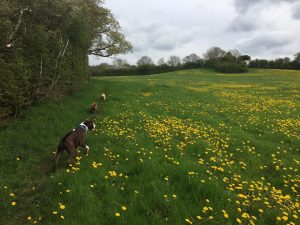 Dog walking in Redditch and Studley