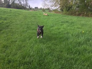 Dog walking in Redditch
