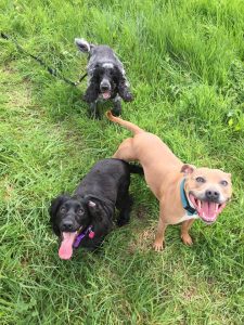 Dog walking in Redditch and Studley