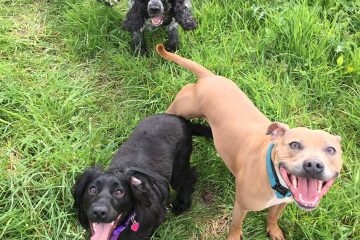 Dog walking in Redditch and Studley
