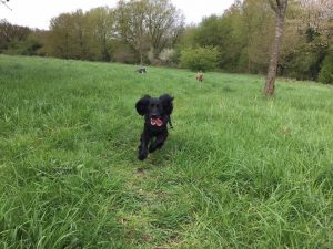 Dog walking in Redditch and Studley