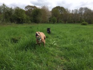 Dog walking in Redditch and Studley