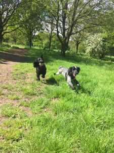 Redditch dog walking