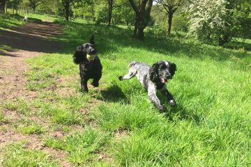 Redditch dog walking