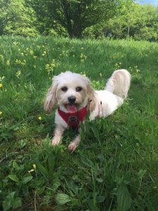 Redditch dog walking