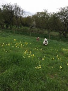 Dog walking in Redditch and Studley