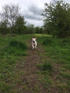 Dog walking in Redditch and Studley