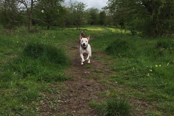 Dog walking in Redditch and Studley
