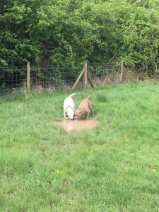 Dog walking in Redditch and Studley