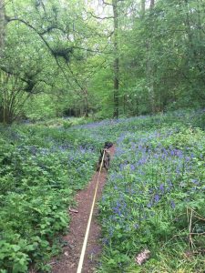 Redditch dog walking