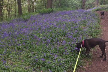 Staffie-Boxer-Redditch-Dog Walking2