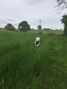 Redditch dog walking