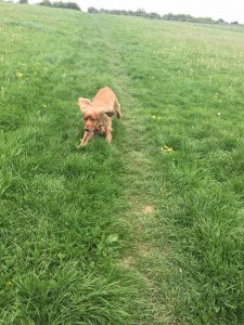 Redditch dog walking