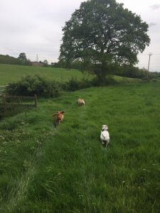 Redditch dog walking