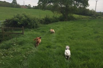 Redditch dog walking