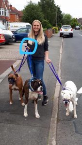 Clicker Boxer Redditch Dog Walking