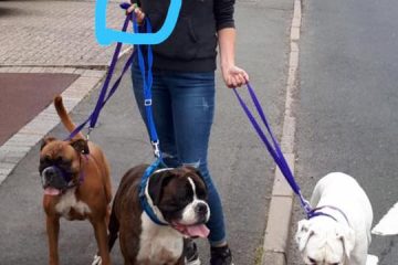 Clicker Boxer Redditch Dog Walking