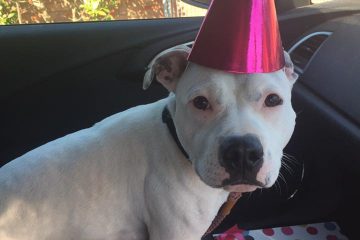 Staffie